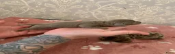 Miniature Dachshund dogs for sale: Beautiful Miniature dachshund puppies - Advert 23
