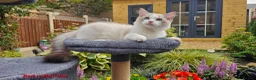 Ragdoll cats for sale: GCCF PEDIGREE CERTIFICATE KITTENS  - Advert 19