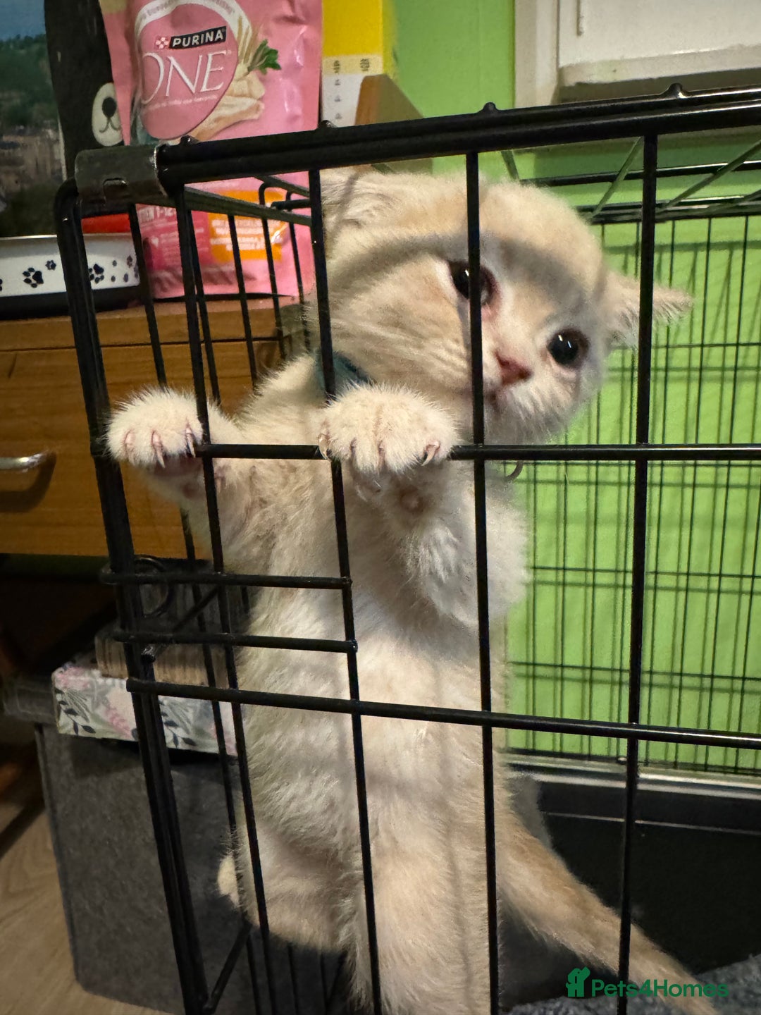 British Shorthair cats for sale: Lovely British shorthair kittens  - Advert 10