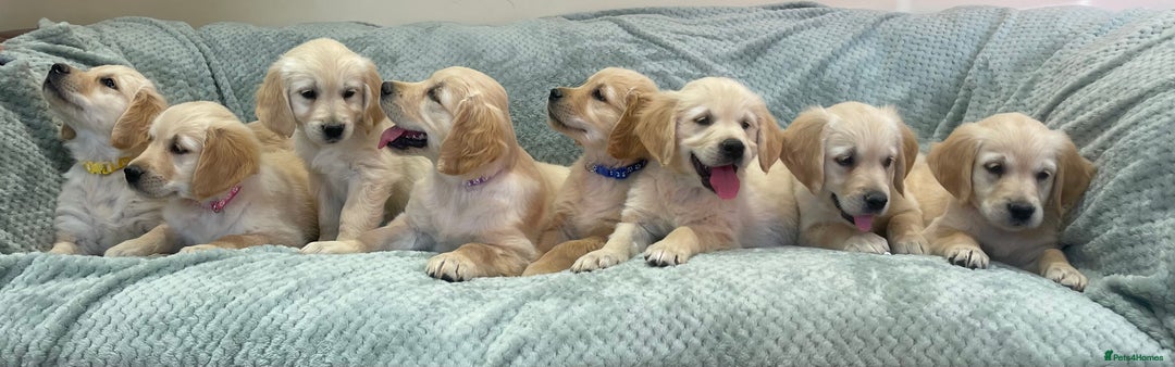 Golden Retriever dogs for sale: Quality Litter Of KC Reg Golden Retriever Puppies  - Image 38