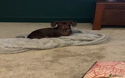 Dachshund dogs for sale: Adorable mini dachshund puppies for sale - Image 8