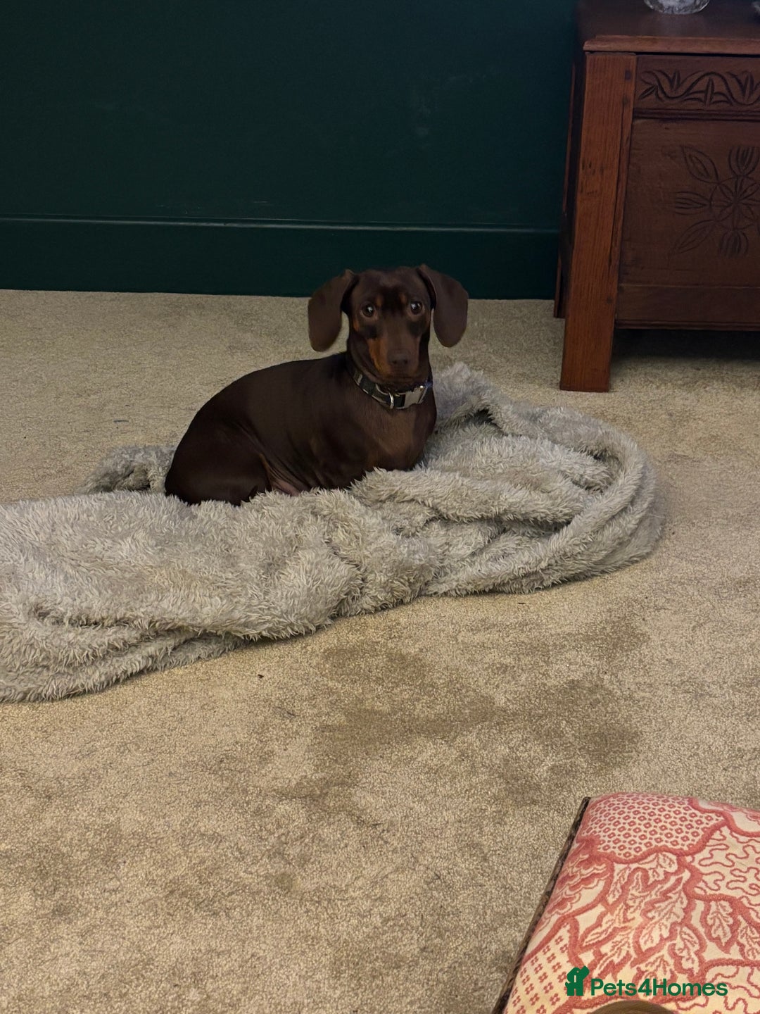 Dachshund dogs for sale: Adorable mini dachshund puppies for sale - Image 8