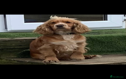 Mixed Breed dogs for sale: 5 adorable puppies - Image 5
