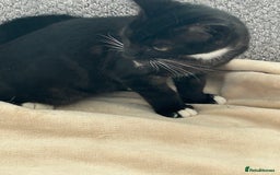 Mixed Breed cats for sale: 2 lovely brothers - Image 7