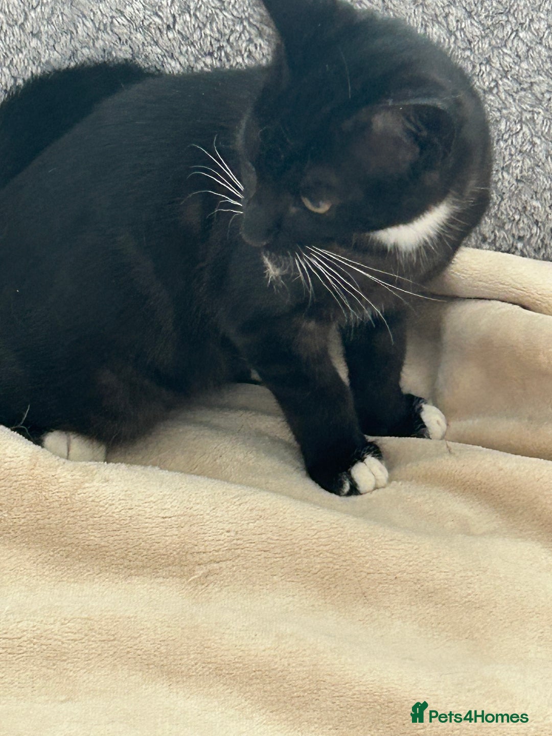 Mixed Breed cats for sale: 2 lovely brothers - Image 7