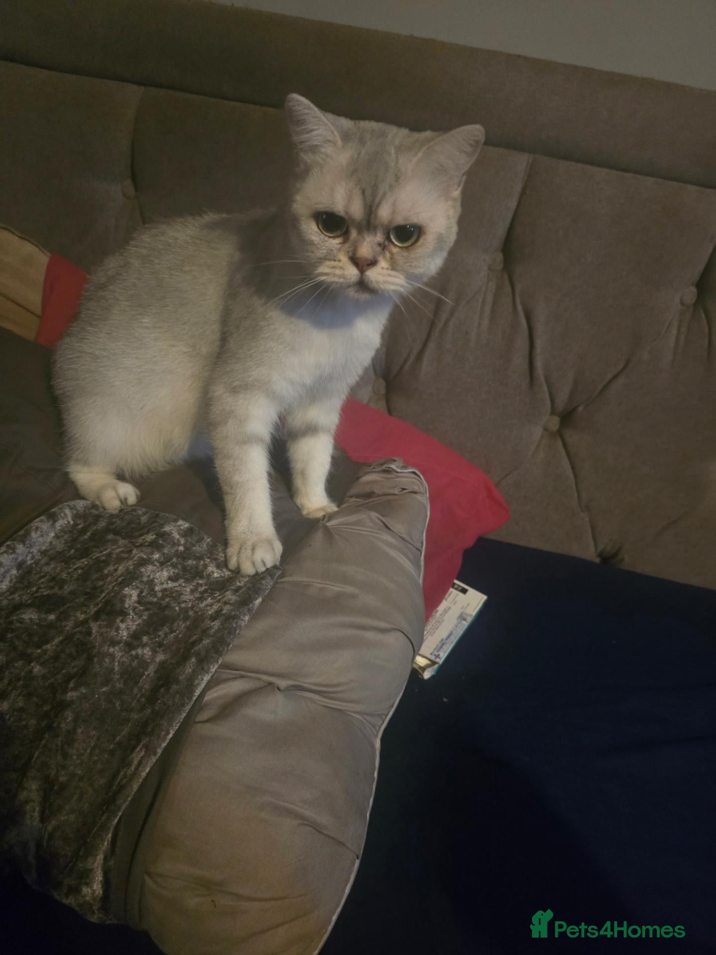 British Shorthair cats Mrs sarah l Eagle - Advert 1
