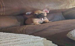 French Bulldog dogs for sale: 5 beautiful healthy French bulldogs. - Image 13