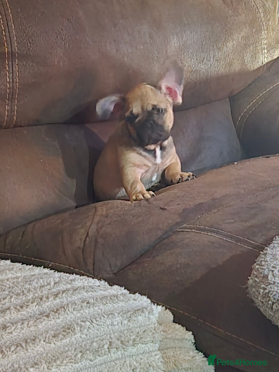 French Bulldog dogs for sale: 5 beautiful healthy French bulldogs. - Image 13
