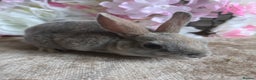 Mini Lop rabbits for sale: Mini lop & mini rex babies available  - Advert 10