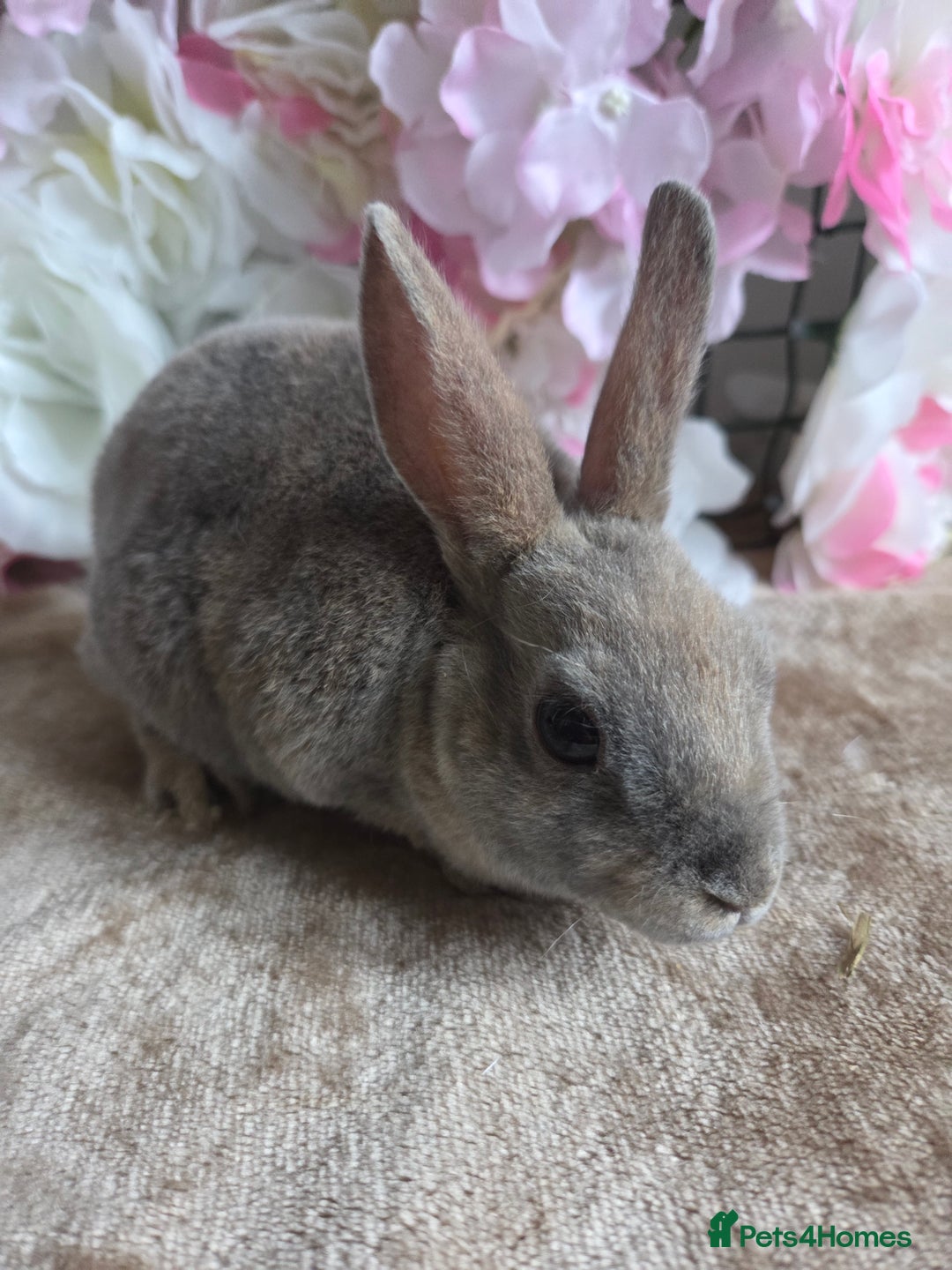 Mini Lop rabbits for sale: Mini lop & mini rex babies available  - Advert 10