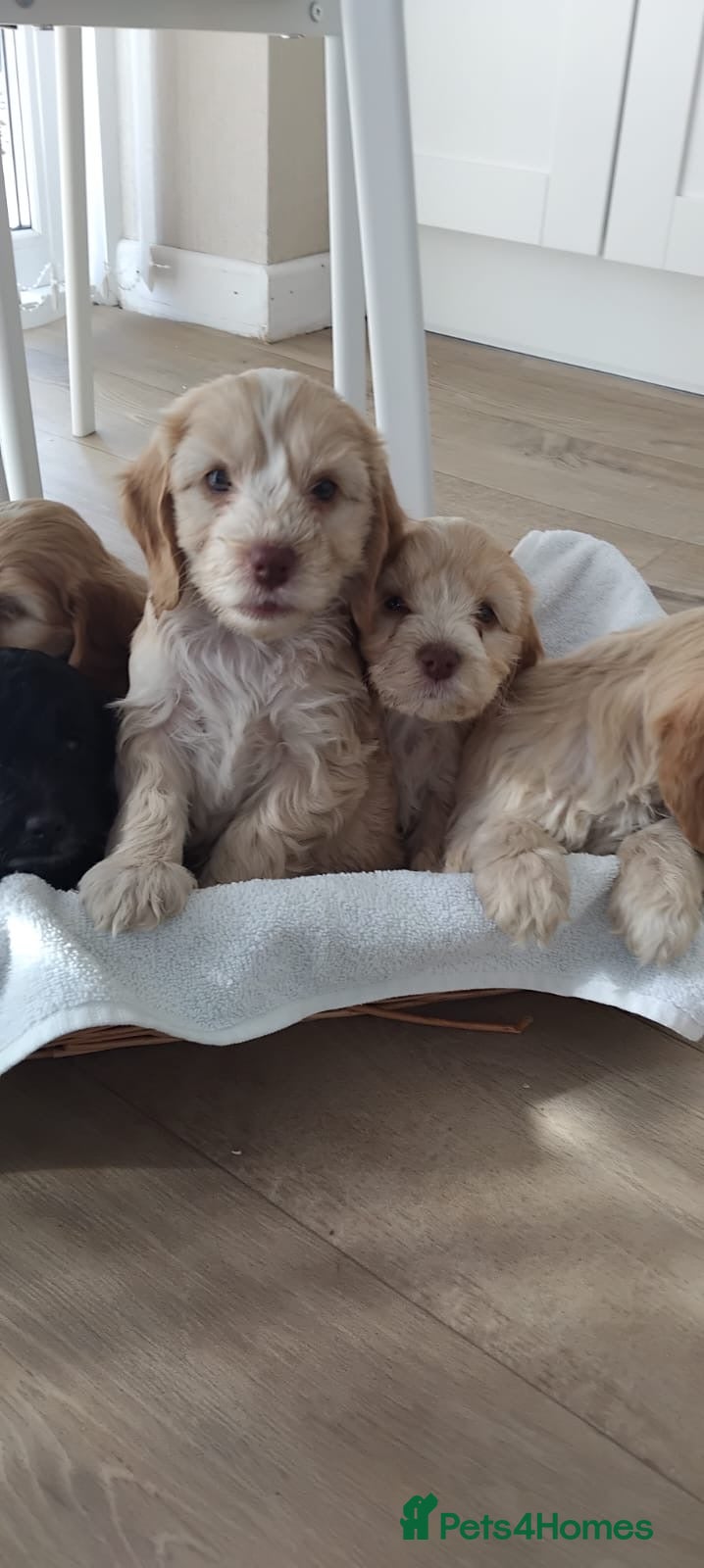 Cockapoo dogs for sale: Cockapoo puppies - Advert 1
