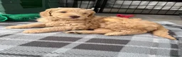 Mixed Breed dogs for sale: Multigeneration Cream/Apricot Double Labradoodles  - Advert 3