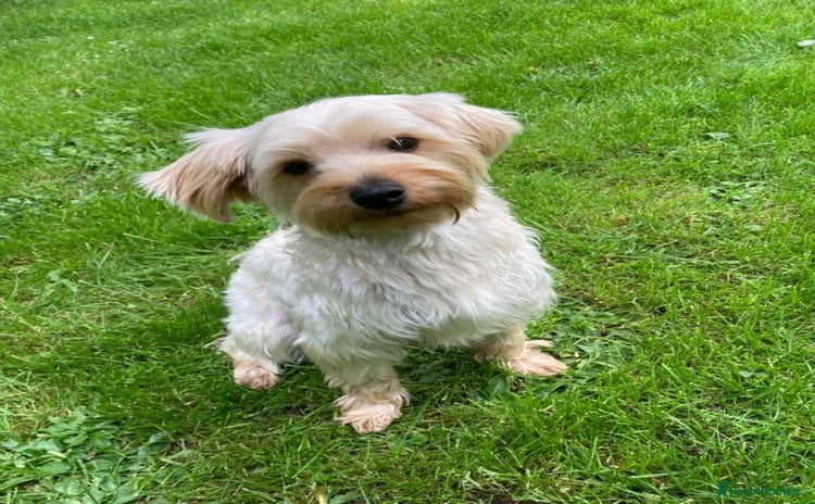 Yorkiepoo dogs - Advert 2