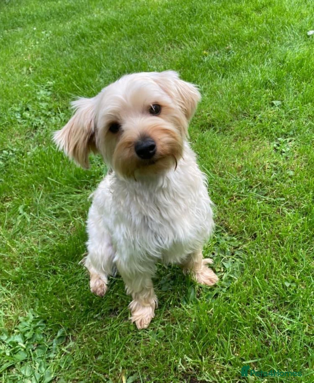 Yorkiepoo dogs for sale: Yorkiepoo - Image 1