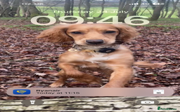 Cocker Spaniel dogs for sale: Working Cocker Spaniel Puppies  - Image 13