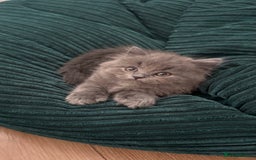 British Longhair cats for sale: British longhair ready for home in Watford - Image 21