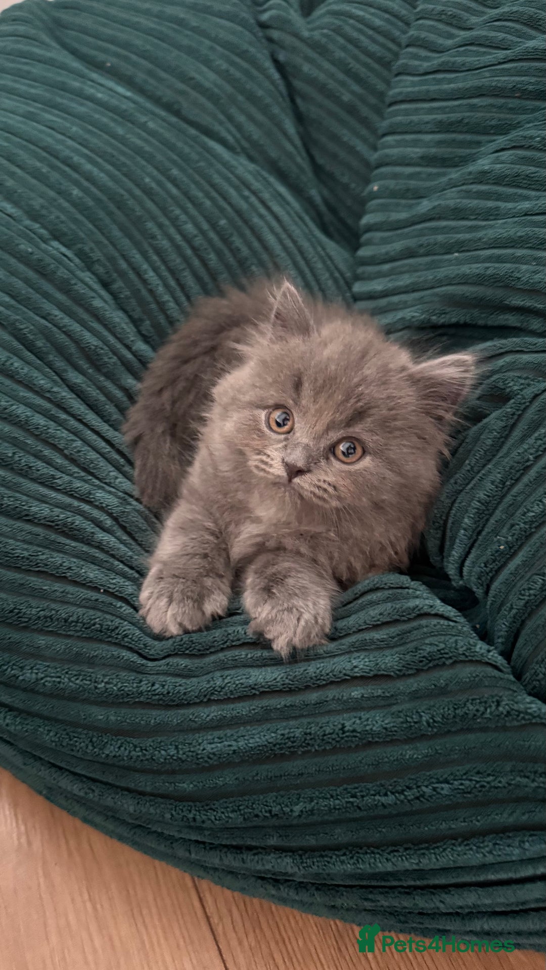 British Longhair cats for sale: British longhair ready for home in Watford - Image 21