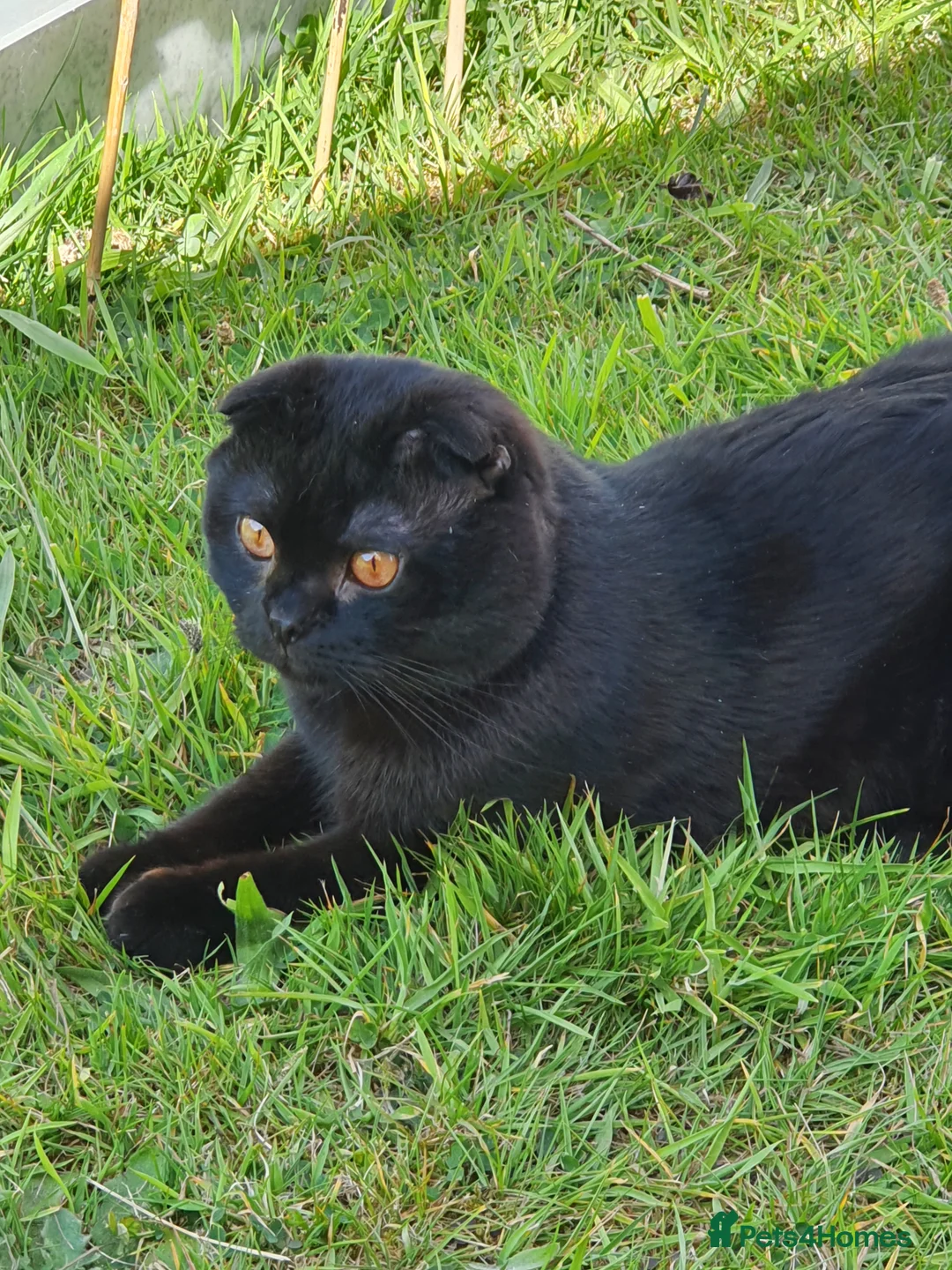 Scottish Fold cats for sale: 🥰LAST  BOY 💜🩵 - Advert 6