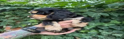 Cocker Spaniel dogs for sale: Show Cocker Spaniel Puppies in Bedford - Advert 4