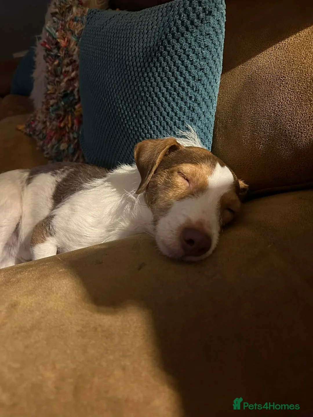 Jack Russell dogs for sale: “JACK” MALE JACK RUSSELL - Advert 1