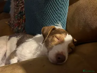 Jack Russell dogs “JACK” MALE JACK RUSSELL - Advert 1