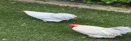 Chickens poultry for sale: Lavender Pekin Chickens - Advert 2