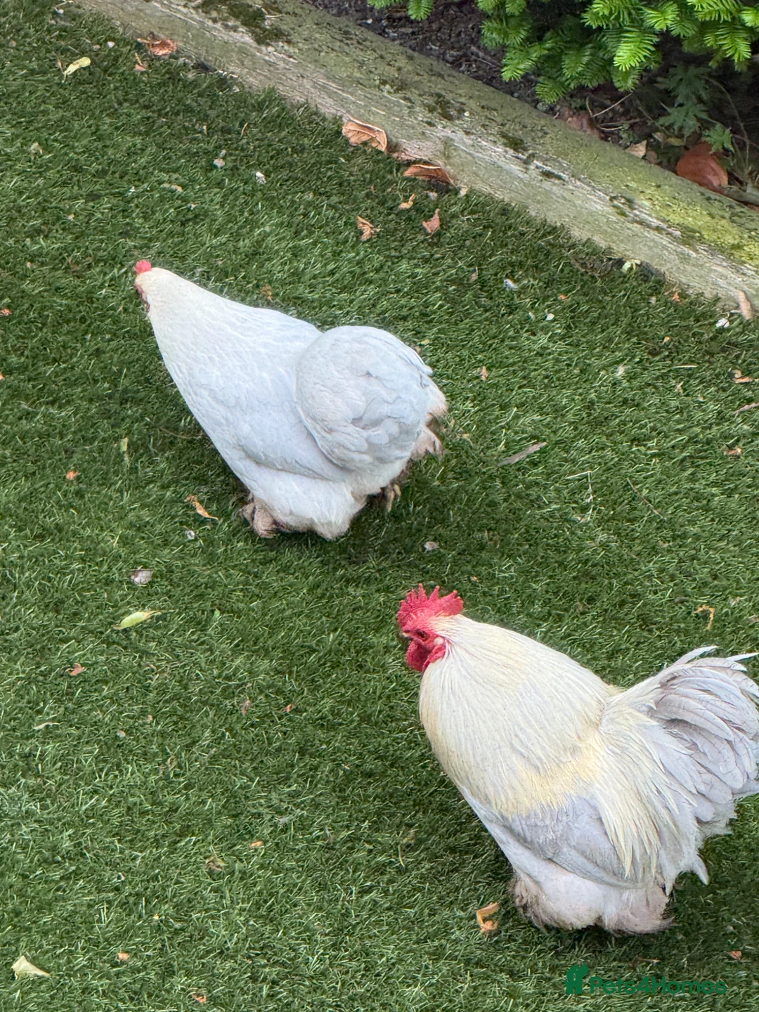 Chickens poultry for sale: Lavender Pekin Chickens - Advert 2