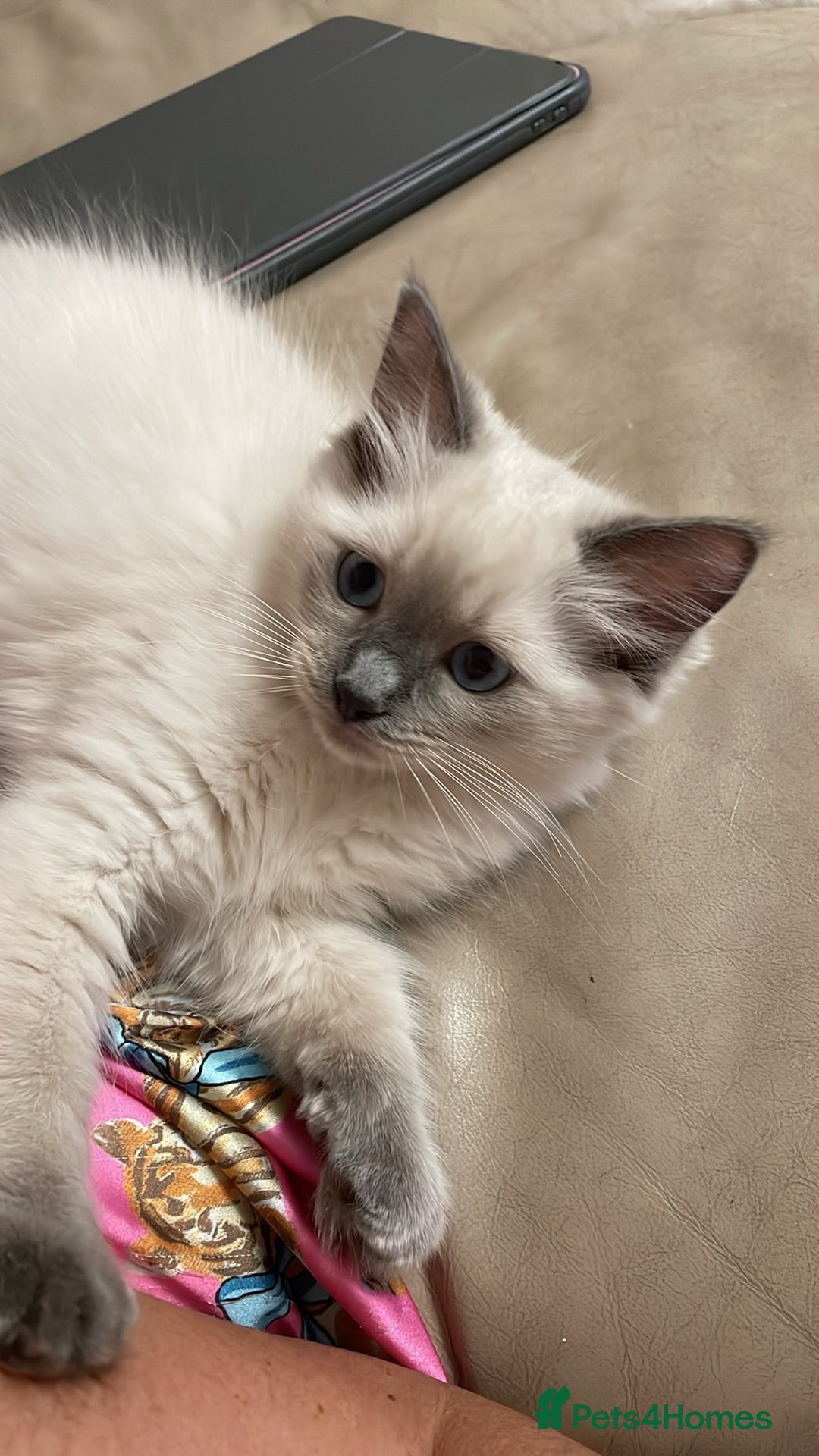 Ragdoll cats Ragdoll Kittens GCCF lilac and Blue beautiful  - Advert 12
