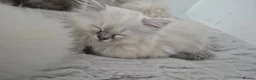 Ragdoll cats for sale: 3 beautiful Ragdoll kittens-Ready to Leave Mum Now - Advert 15