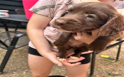 Sprocker dogs for sale: Sprocker Spaniel Puppies - Image 5