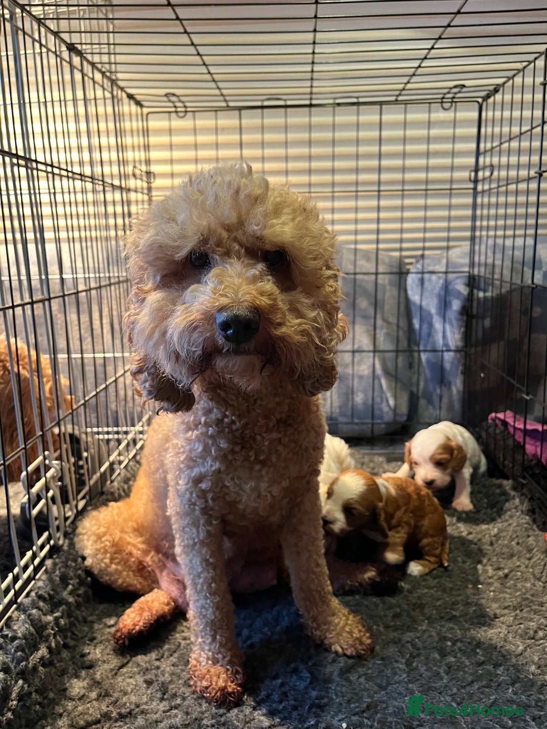 Cavapoo dogs for sale: *READY TO GO* beautiful cavapoo boy - Advert 7