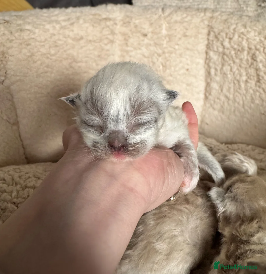 Ragdoll cats for sale: Mink Ragdolls  - Advert 8