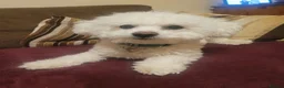 Bichon Frise dogs for stud: Bobby.full bread Bicton frise ,  - Advert 4