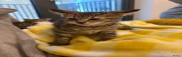 Bengal cats for sale: Bengal kittens  - Advert 6