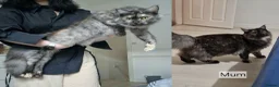 Maine Coon cats for sale: 3 maine coon kittens ready in Bury - Advert 24