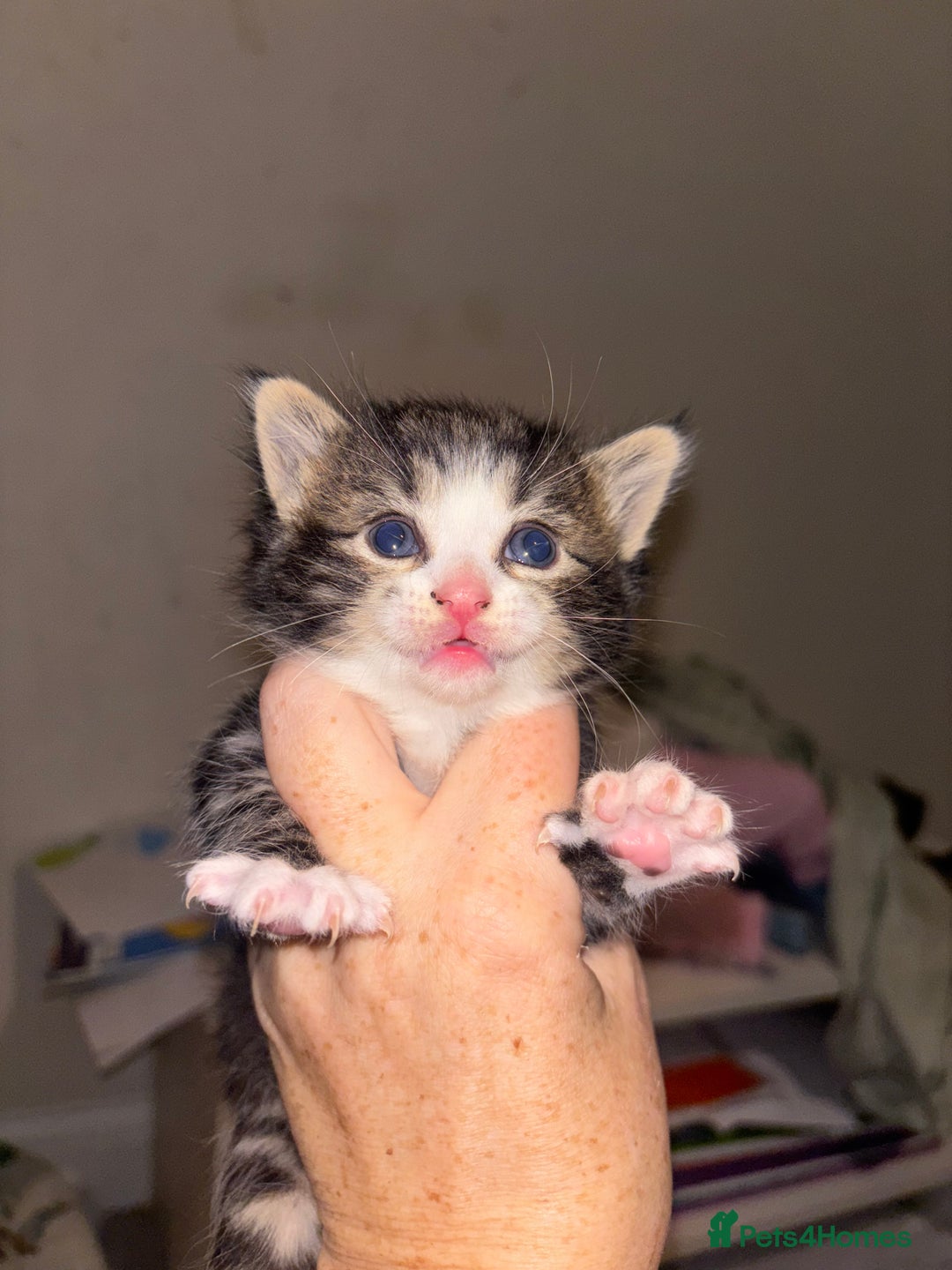 Mixed Breed cats for sale: Kittens for sale - Advert 3