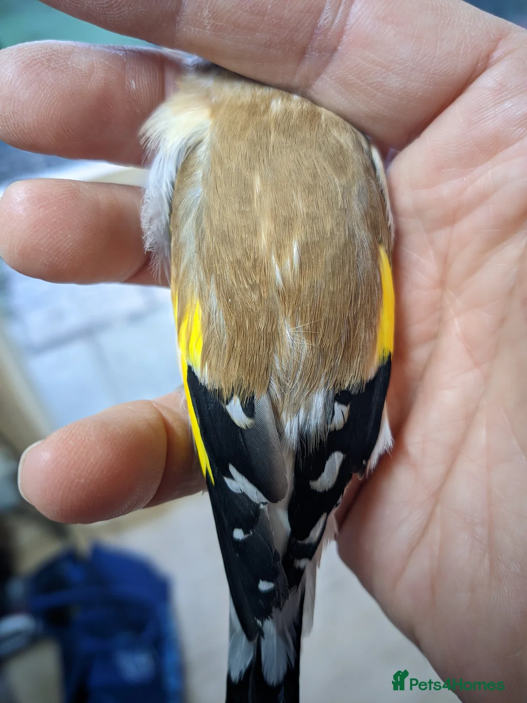 Finches birds for sale: Siberian Goldfinch - Advert 3