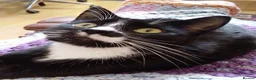 British Shorthair cats for sale: Sadly need to rehome our boy in Wallasey - Advert 2