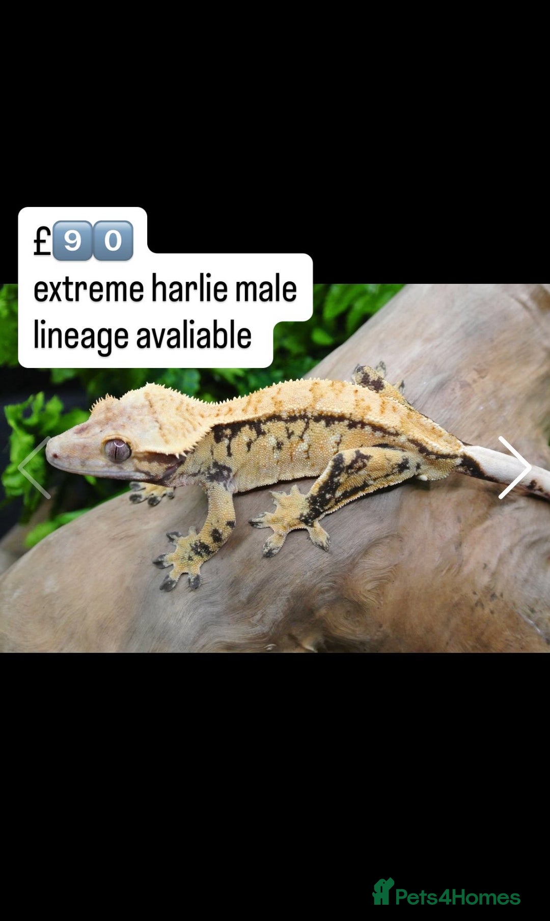 Gecko reptiles for sale: BEAUTIFUL CRESTED GECKOS   in Chigwell - Image 11