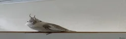 Cockatiels birds for sale: Cockatiel white faced female  in Coventry - Advert 2