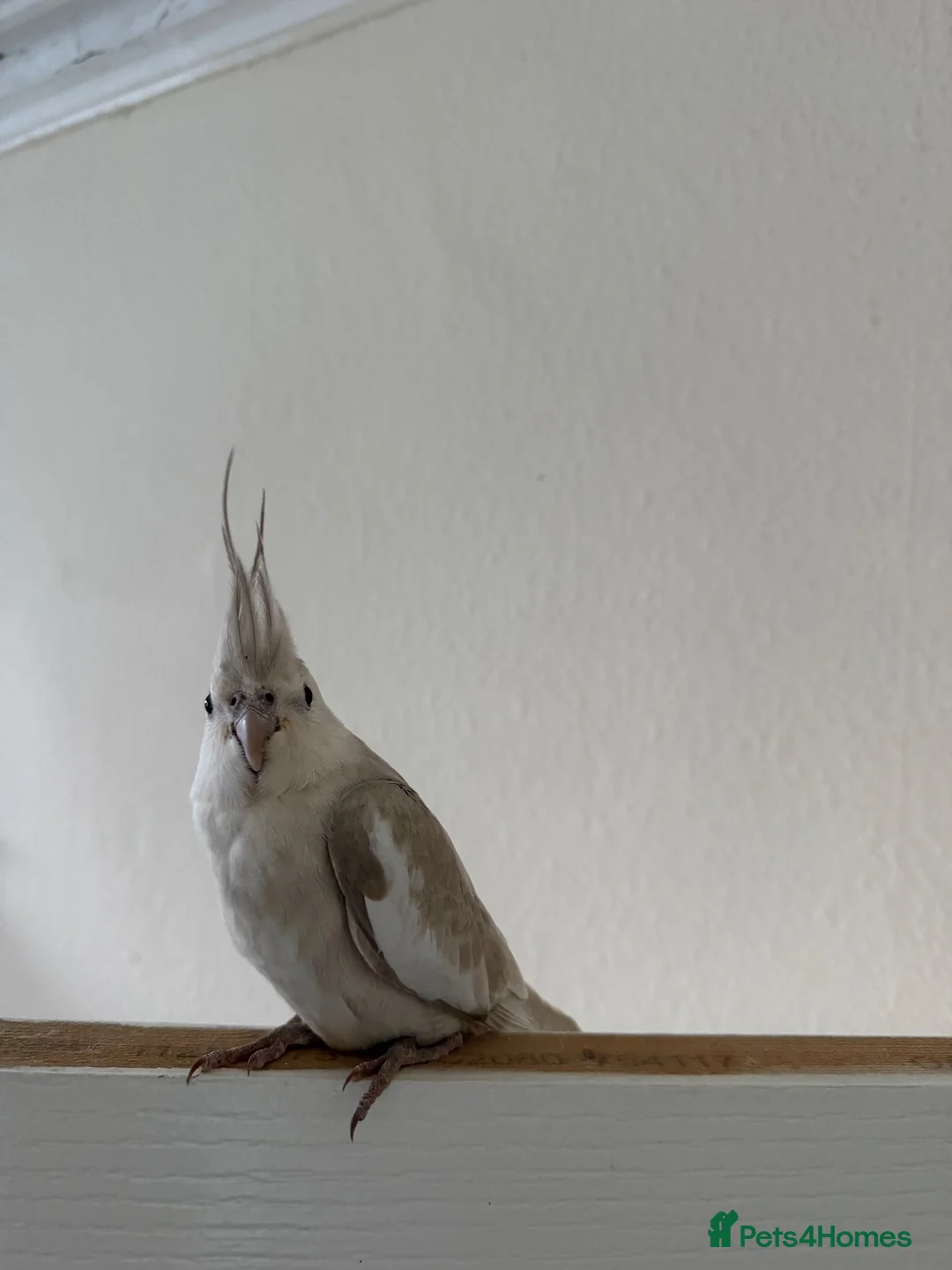Cockatiels birds for sale: Cockatiel white faced female  in Coventry - Advert 2