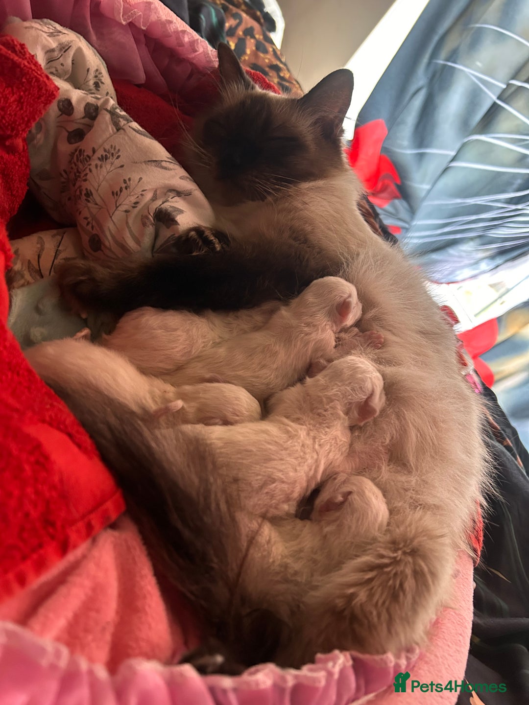 Ragdoll cats for sale: Christmas Ragdoll kitten dolls available  - Image 3