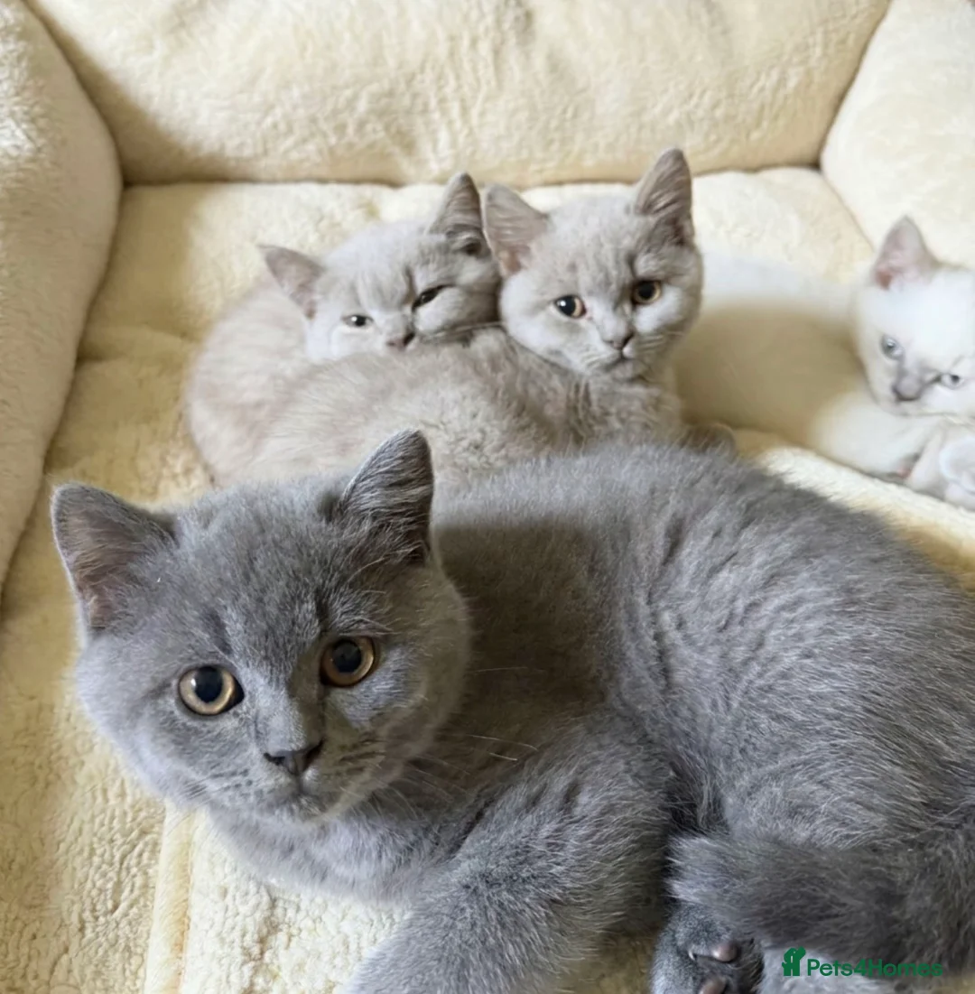 British Shorthair cats for sale: Chunky British shorthaired kittens - Advert 2
