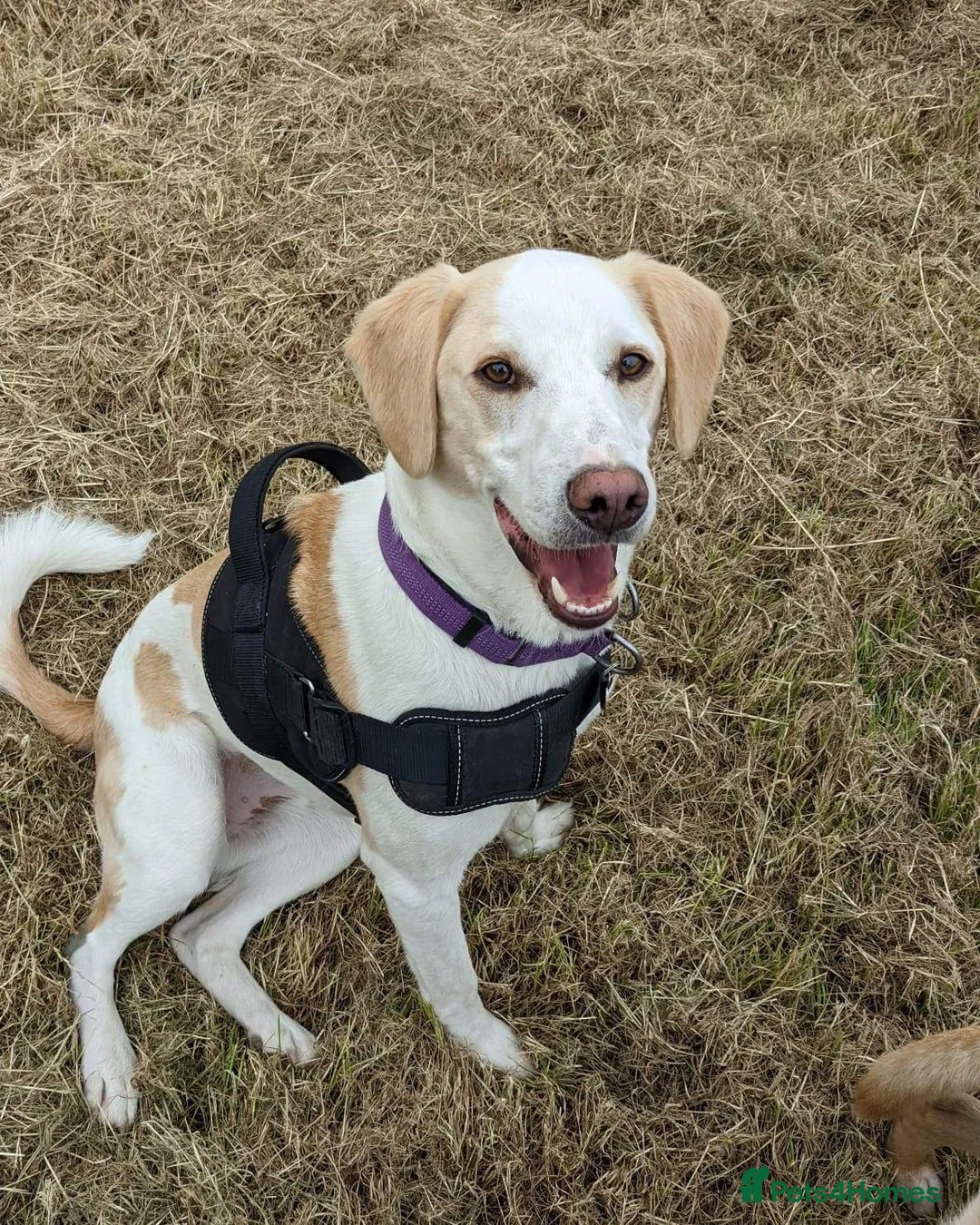 Mixed Breed dogs for adoption: Cairo Looking For His Forever Home  - Advert 1