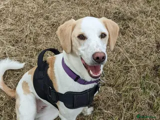 Mixed Breed dogs Cairo Looking For His Forever Home - Advert 2