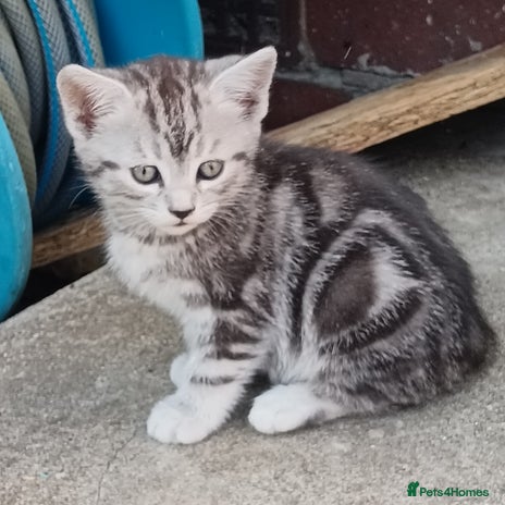 American Shorthair cats in Hayes - Advert 16