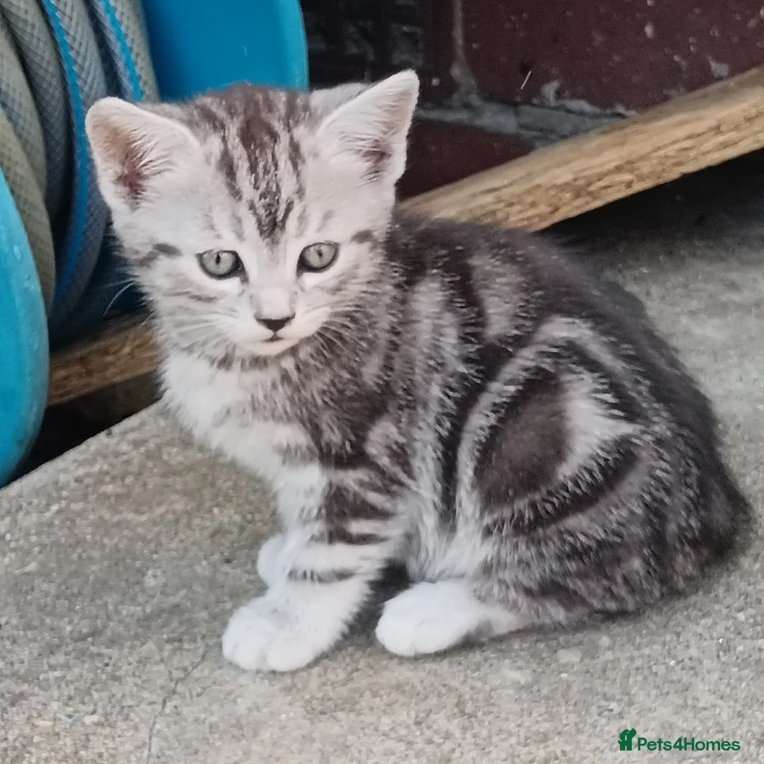 American Shorthair cats for sale: Cute kittens for sale in Hayes - Advert 1