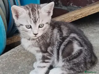 American Shorthair cats Cute kittens for sale - Advert 3