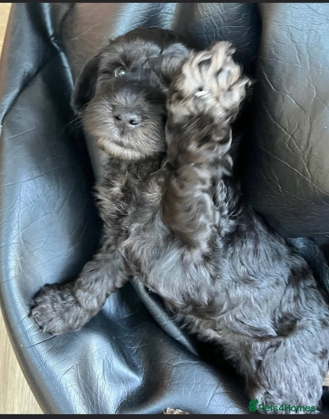 Cockapoo dogs for stud: F1 tri coloured phantom cockapoo for stud in Bournemouth - Advert 20