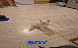British Shorthair cats for sale: British Shorthair kittens - Image 3